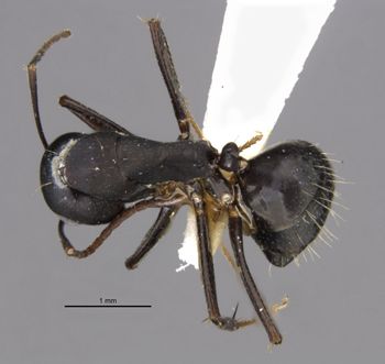 Media type: image;   Entomology 29521 Aspect: habitus dorsal view